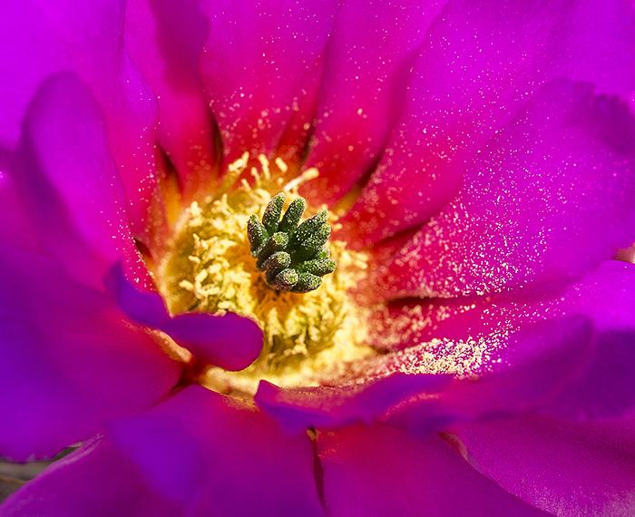 Filling the frame with a strawberry pitaya cactus bloom, Big Bend National Park / Rebecca Latson