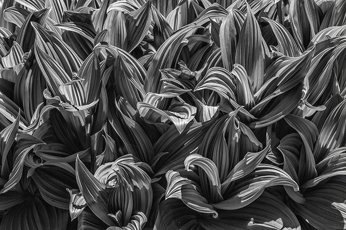 Textured leaves in black &amp;amp; white, Mount Rainier National Park / Rebecca Latson