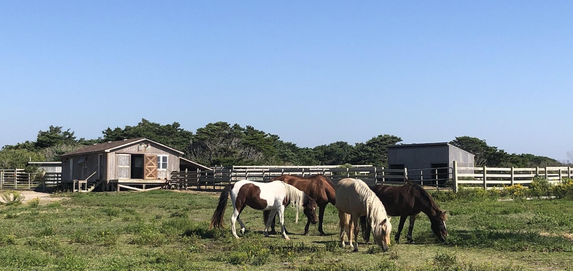 The National Park Service is debating the future of 11 ponies at Cape Hatteras National Seashore/NPS file