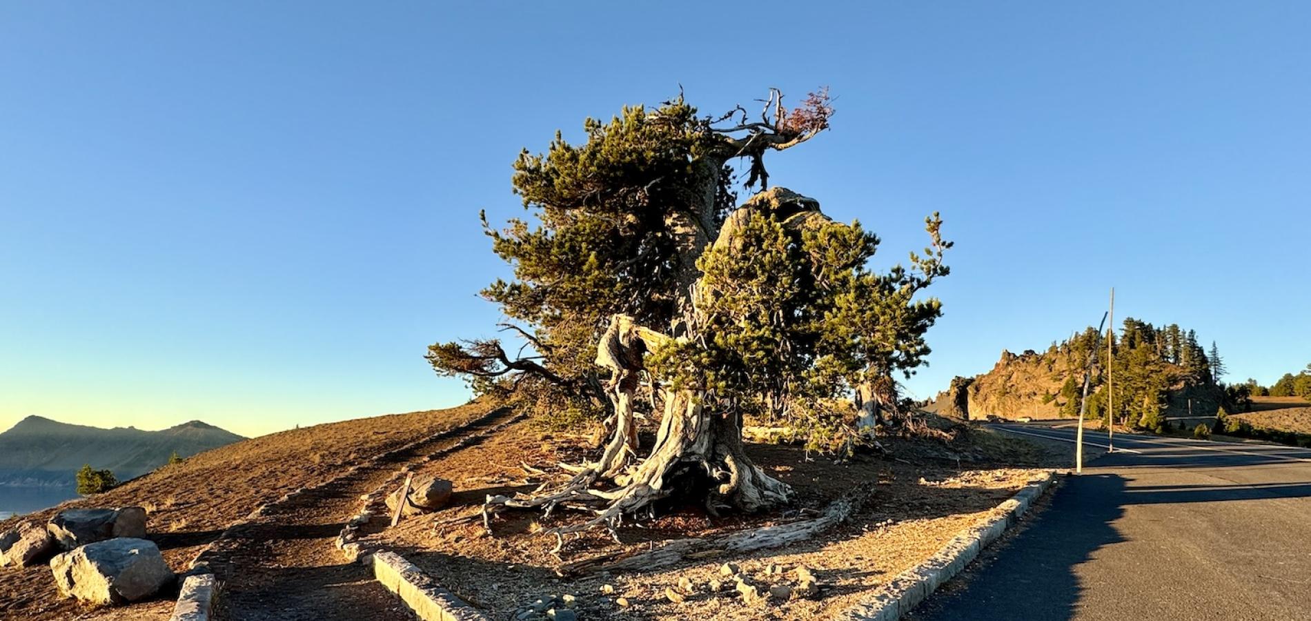 The Grandmother Tree can be found along West Rim Drive, south of North Junction, in Crater Lake National Park.