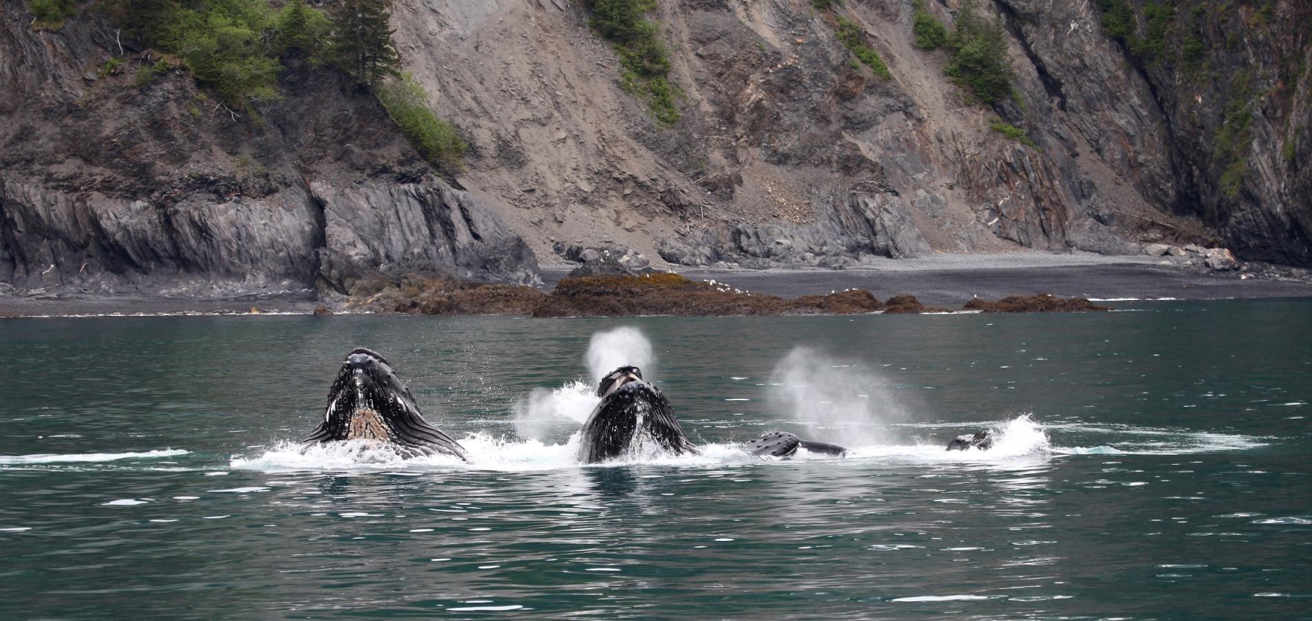 Humpback whales 'bubble-net' feeding at Kenai Fjords National Park/NPS, Jim Pfeiffenberger