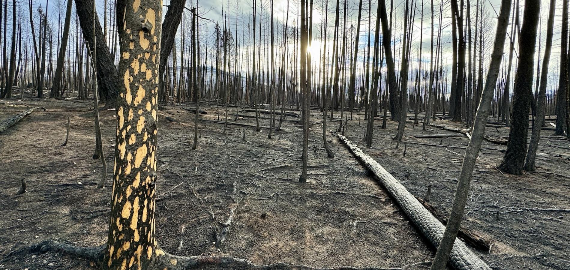 On the trail around Lake Annette in Jasper National Park, an unnamed phenomenon shows trees affected by extreme fire behavior.