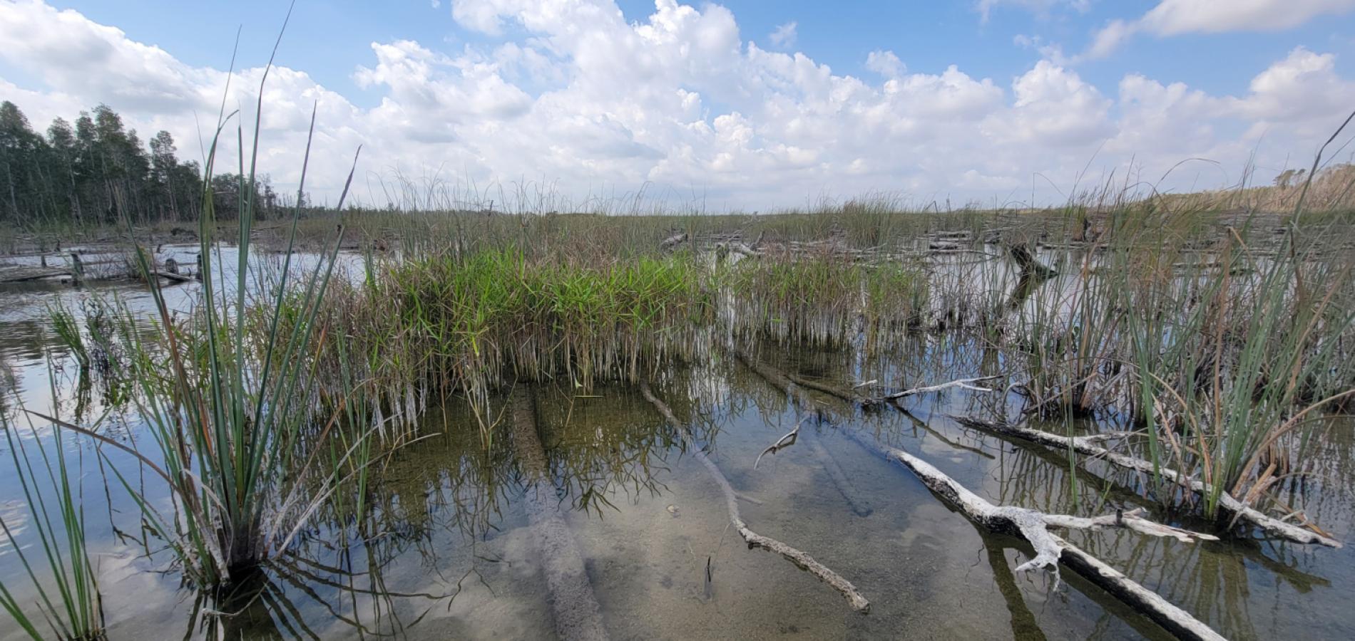 New growth in a melaleuca forest