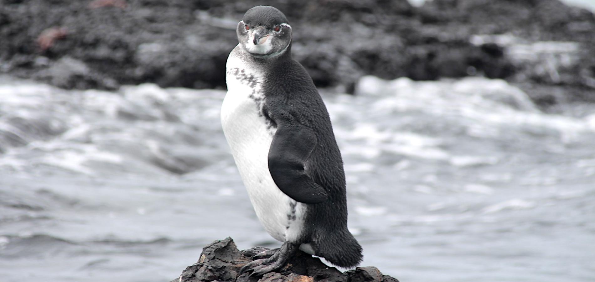 Research into the spread of microplastics shows Galápagos penguins are obtaining them/Karly McMullen