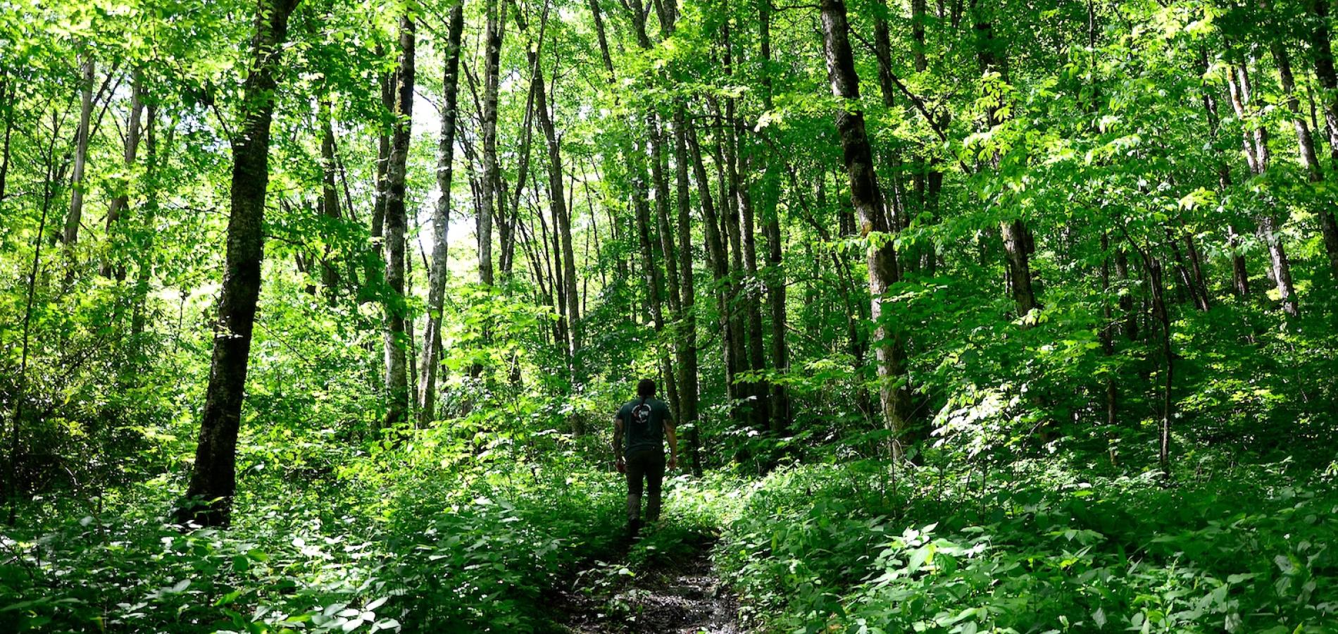 Chimney Tops Trail, Great Smoky Mountains National Park/Smokies Life