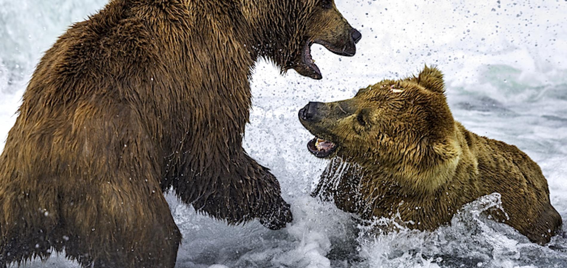 Brown bears fighting in the Brooks River at Katmai National Park/RLatson