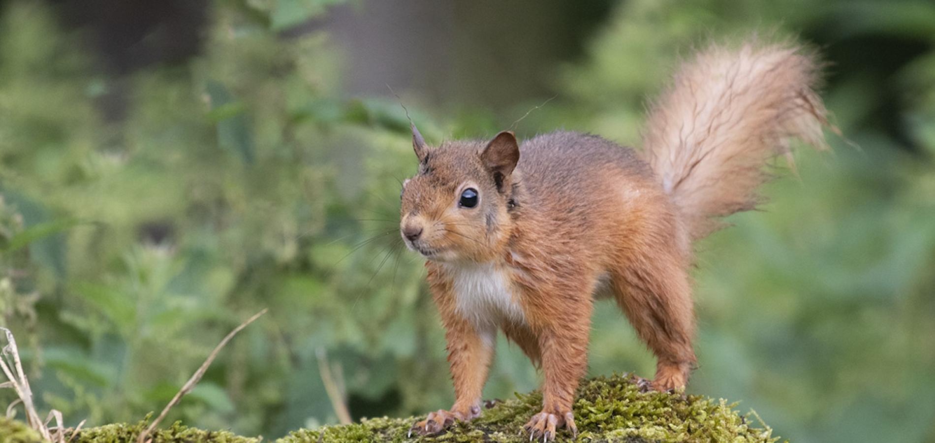 Long connected to Northumberland National Park, red squirrels face a variety of risks to their existence/