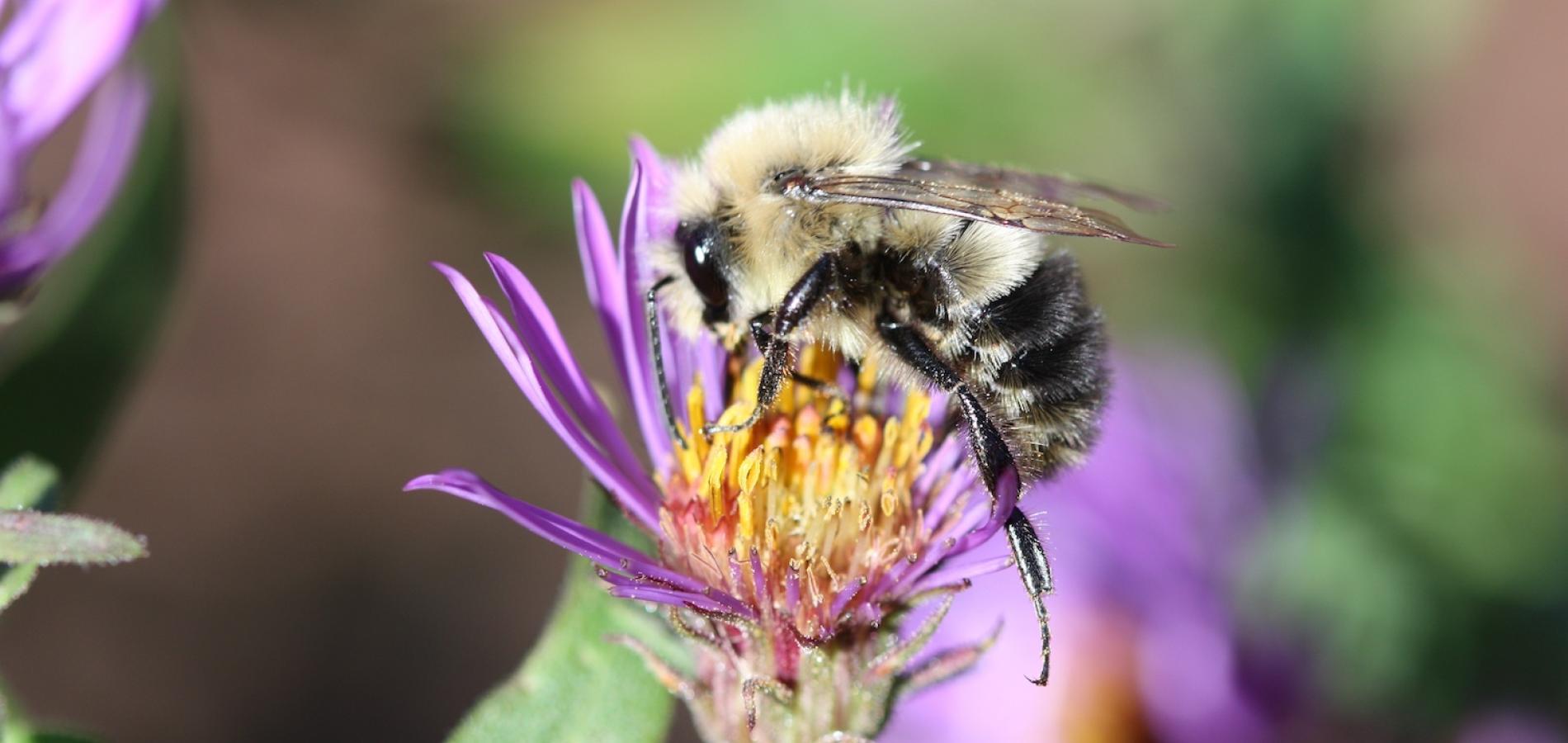 A Sweat bee/Sheila Colla