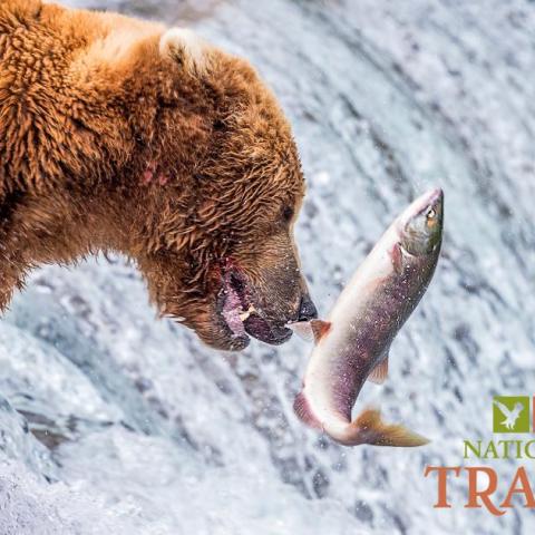 Fat Bear Week is coming to Katmai National Park and Preserve.