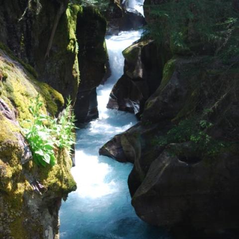 Avalanche Creek, copyright Kurt Repanshek