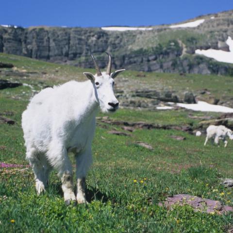 Goat in Glacier National Park; Repanshek Photo.