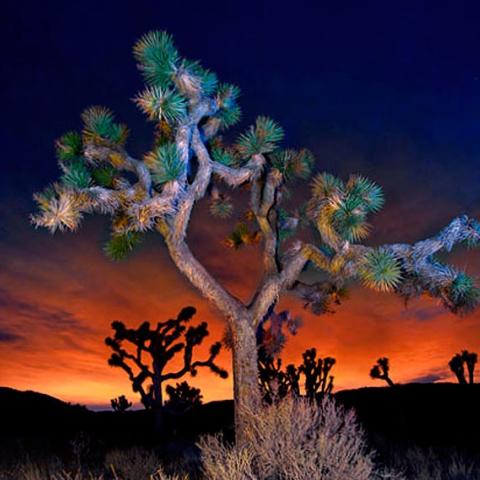 Sunset in Joshua Tree National Park, copyright Marco Crupi