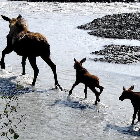 Moose crossing, Kenai Fjords National Park