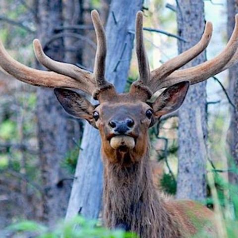 Rocky Mountain Elk