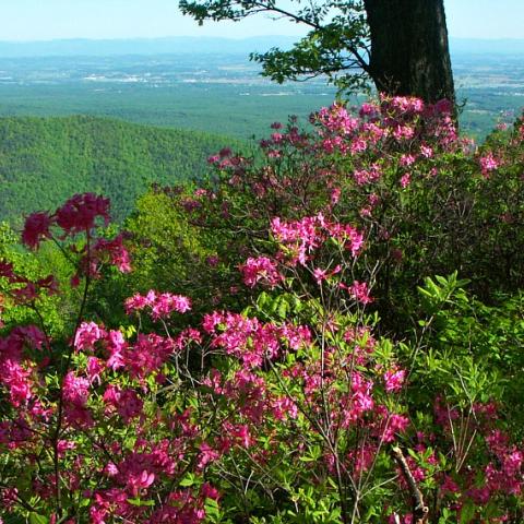 Azalea blooms below Raven's Roost Overlook, Milepost 10.7, Blue Ridge Parkway.