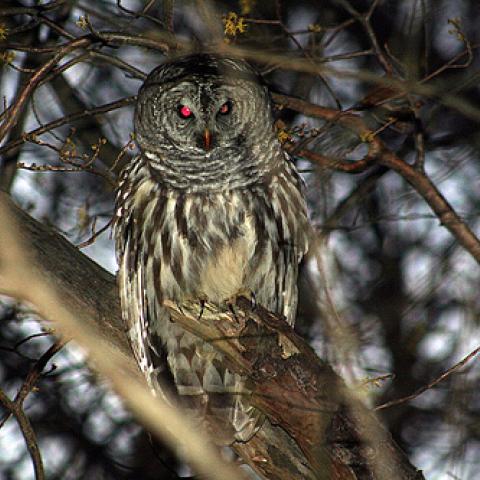 Barred Owl by William Calder.