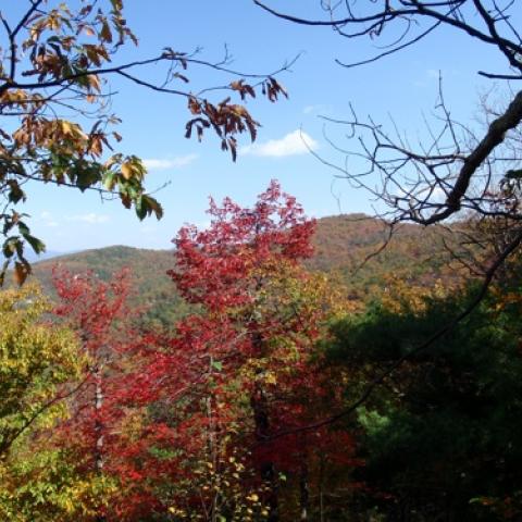 Shenandoah National Park, fall foliage, photo by Bob Mishak