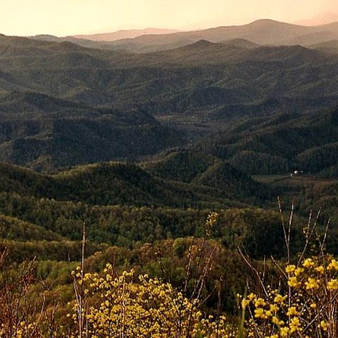 Spring rain below the Blue Ridge Parkway.