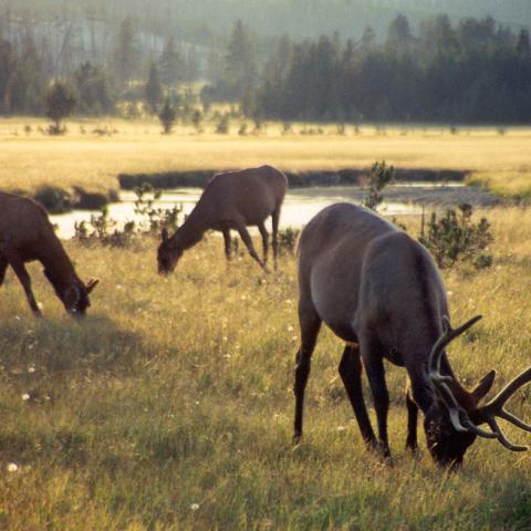 Elk in Yellowstone; CaptPiper photo via Flickr