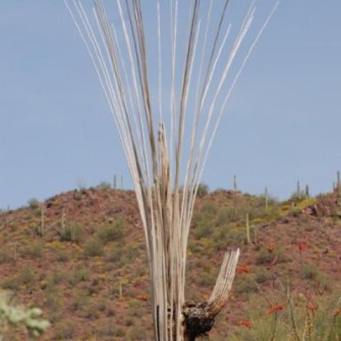 Saguaro skeleton, Saguaro National Park, Kurt Repanshek photo.