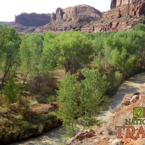 Crews head down into Glen Canyon NRA along the Escalante River to physically remove invasive Russian olive.