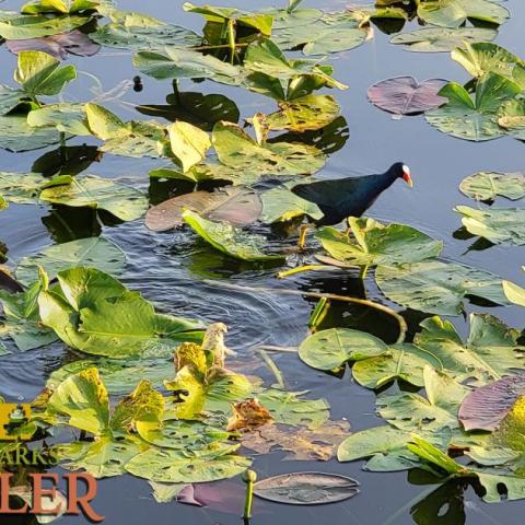 National Parks Traveler Audio Postcard: The Anhinga Trail In Everglades National Park