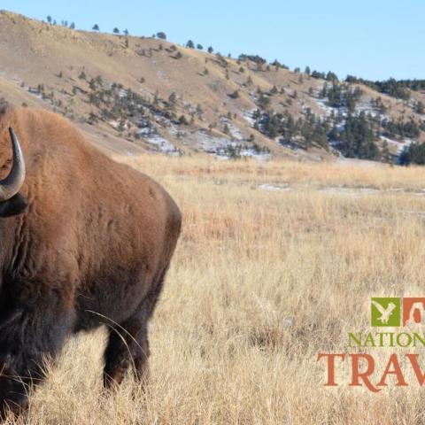 National Parks Traveler podcast, best national park podcasts, Wind Cave bison 