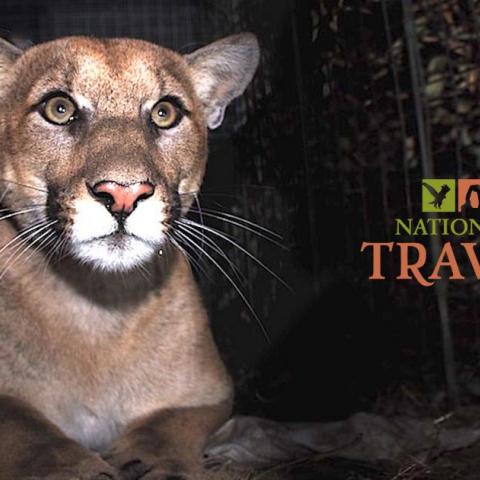 Santa Monica Mountains mountain lions.