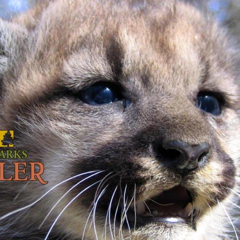 Santa Monica Mountains mountain lions, 101 Freeway, national park podcast, national park podcasts