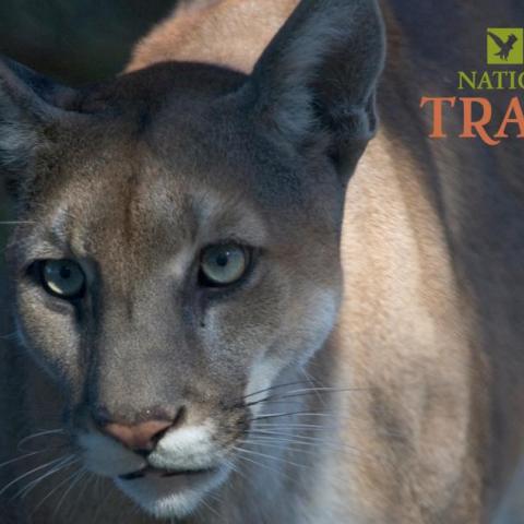 Exploring the Florida Wildlife Corridor