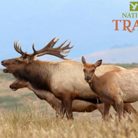 How is the National Park Service managing elk and cattle at Point Reyes National Seashore.