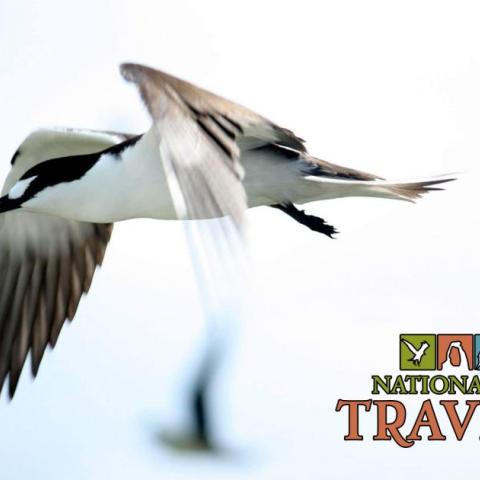 National Parks Traveler Episode 16: Sooty Terns And National Park Guidebooks