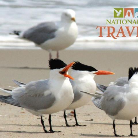 Cape Hatteras National Seashore has seen record visitation.