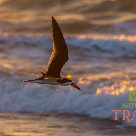 Exploring Padre Island National Seashore