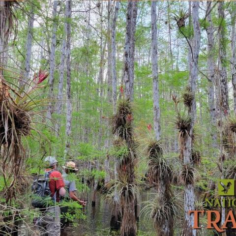 Exploring a cypress dome during a slough slog at Everglades National Park