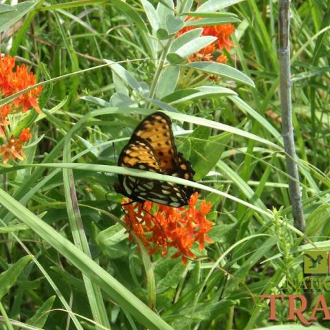 Exploring Tallgrass Prairie National Preserve