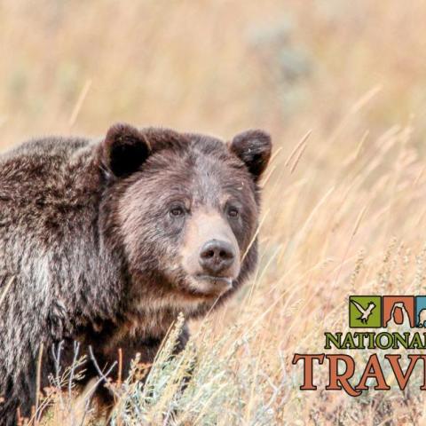 National Parks Traveler Podcast 18: Staying Safe In Bear Habitat, Thomas Moran And The Parks