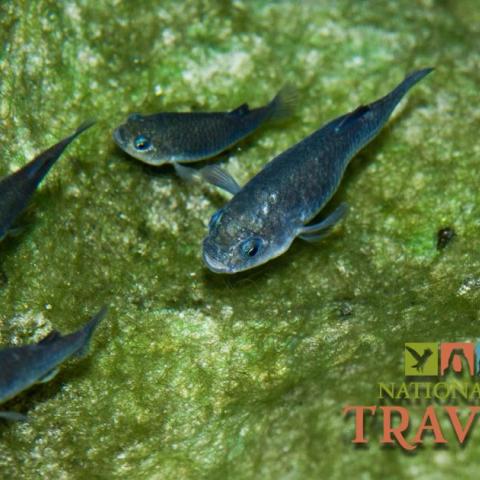 Devil's hole Pupfish