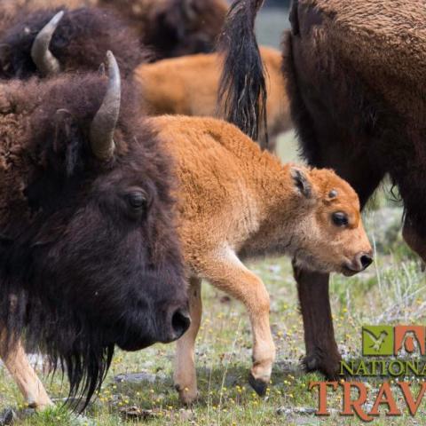 An image of a baby bison walking in a herd of bison