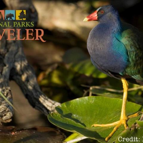 Photo of a bird resting on top of a leaf, standing on one leg