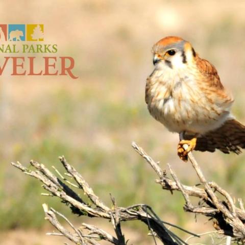 an image of an American Kestrel bird