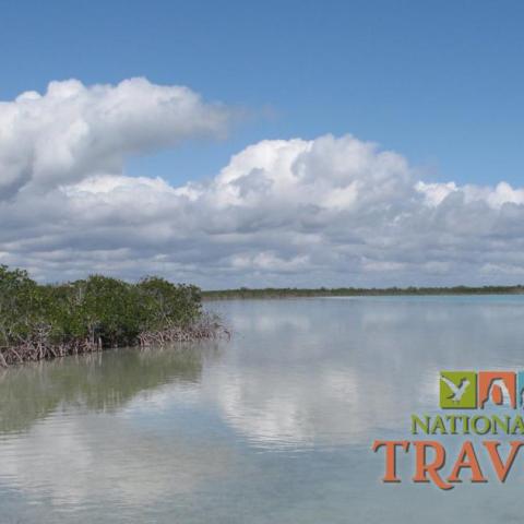 An image of the shoreline from the Florida Everglades