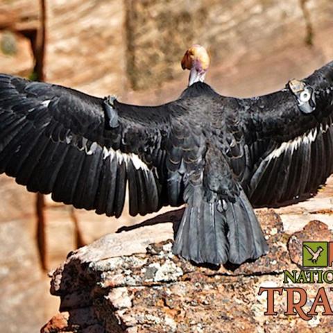 How are California condors doing at Zion National Park?