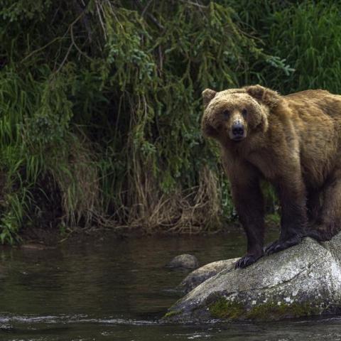 An image of a bear standing on a rock in the middle of a river