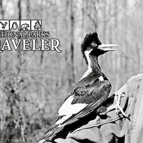 A black and white image of an ivory-billed woodpecker