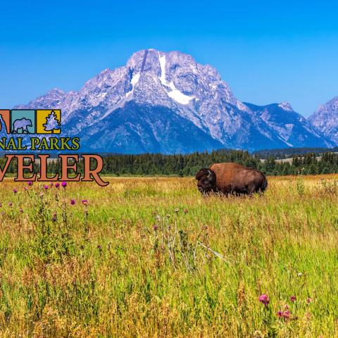 Bison grazing in a field near Grand Teton National Park