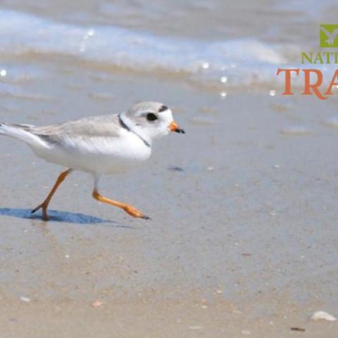 An image of a piping plover running on the beach