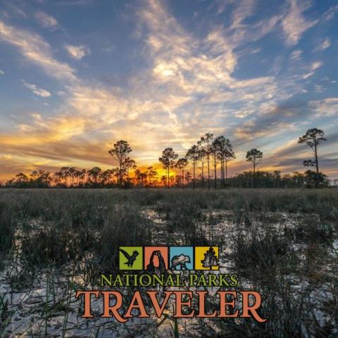 An image of a swamp in Big Cypress National Preserve, located in Florida