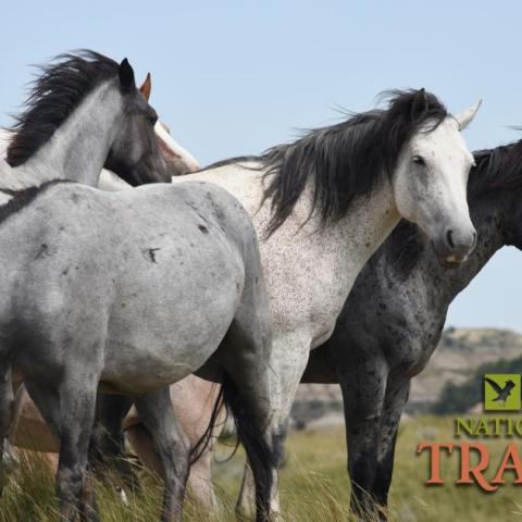 Feral horses at Theodore Roosevelt National Monument by Alexandria Shankweile