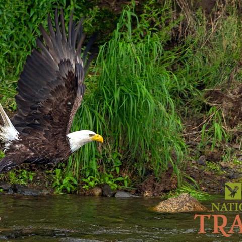 A bald eagle flying over a river, photo by Rebecca Latson